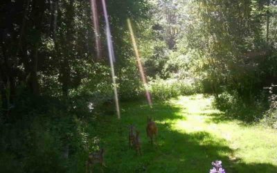 In Reiki we meet life with an open heart