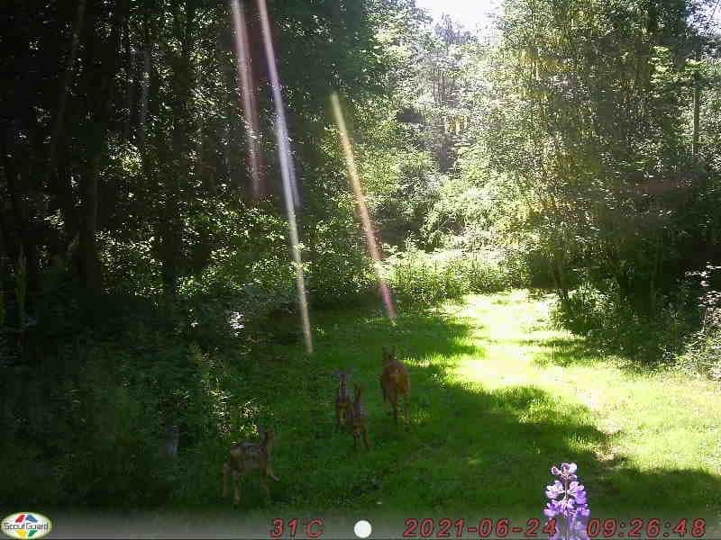 In Reiki we meet life with an open heart